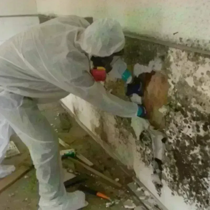 Mold Remediation and Removal in Pine Knot, KY